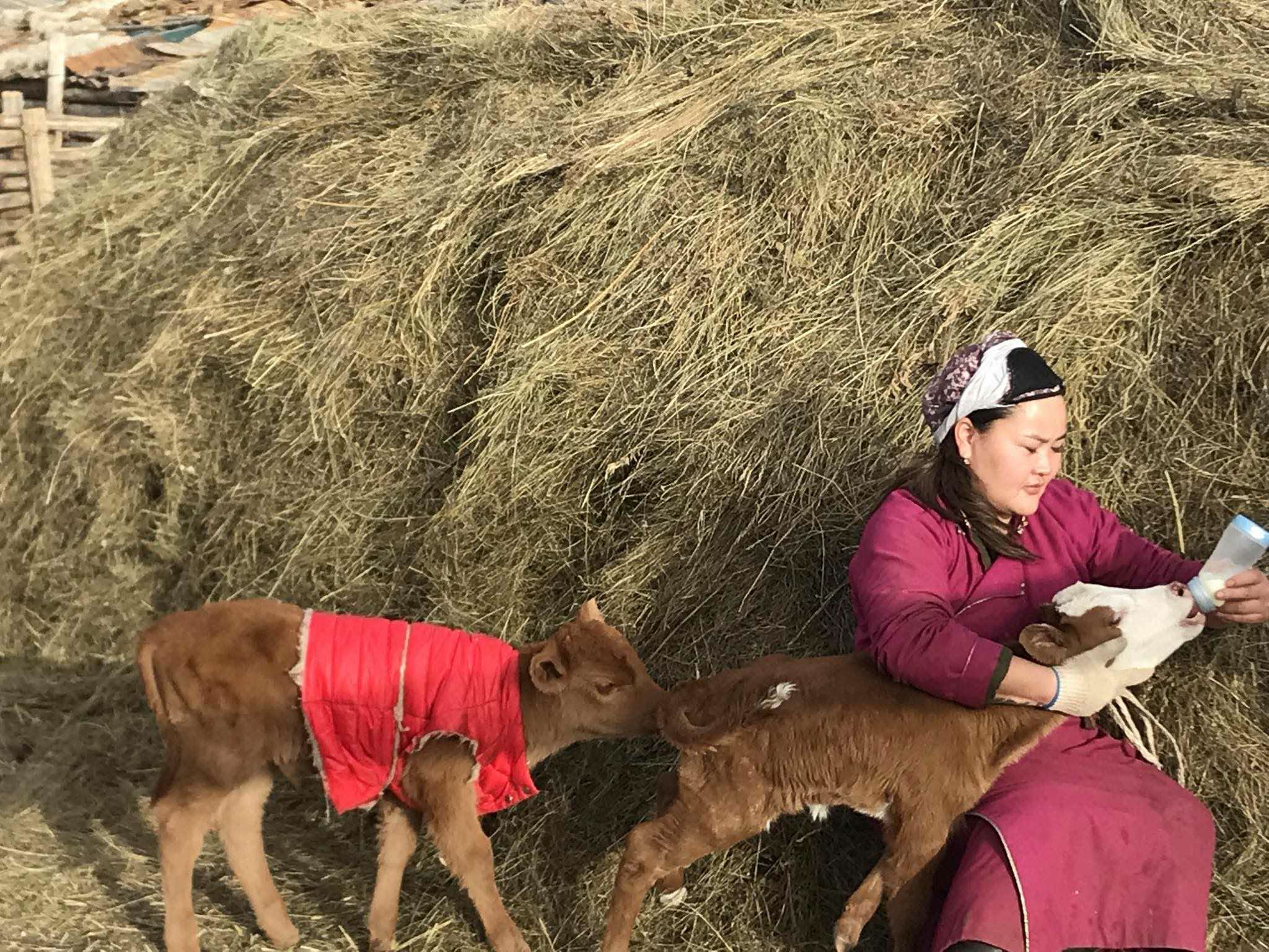 Өв соёл: Анхны төлөө хүлээн авч буй малчдын магнай тэнийв