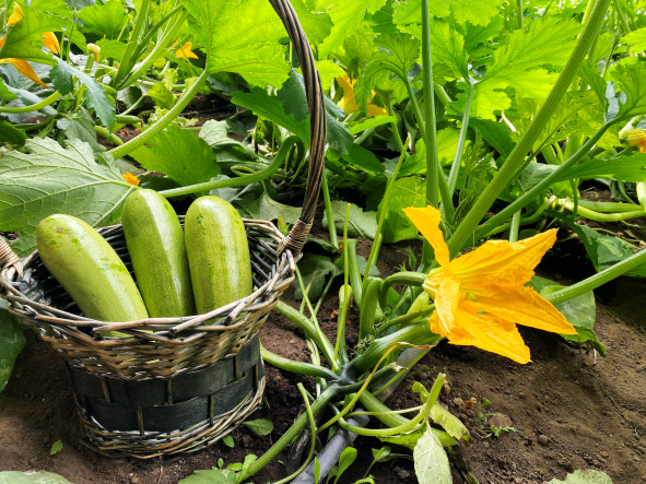 Ногоон хулууны ач тус